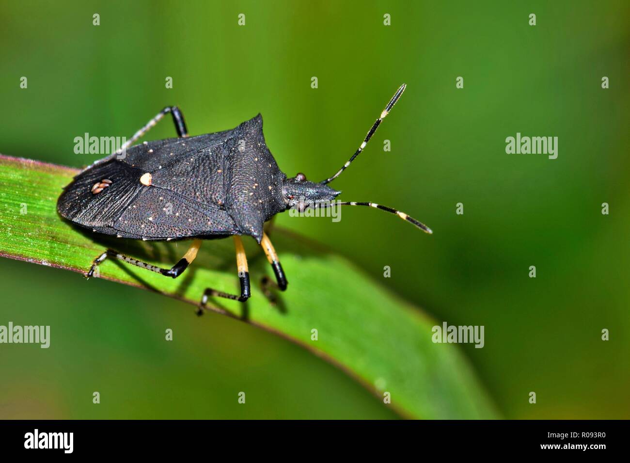Un Noir Stink bug (Proxys punctulatus) trouvés sur un brin d'herbe pendant la saison du printemps au Texas. Banque D'Images