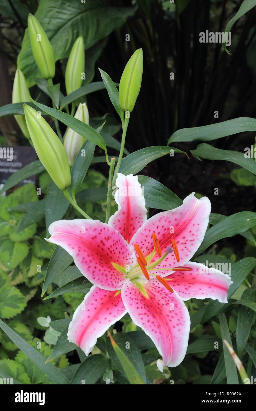 Lilium 'Stargazer' (le 'Stargazer' lily) - Allan Gardens Conservatory, Toronto, Ontario, Canada. Banque D'Images