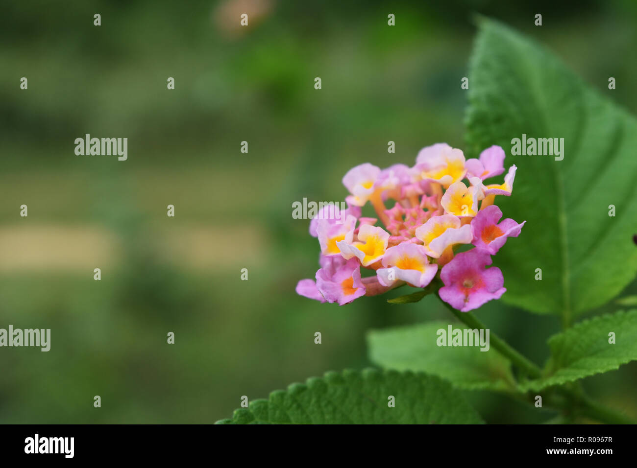 West Indian Lantana Blossom ( Lantana camara ) avec fond vert naturel, Groupe de petites fleurs avec pétales roses et pollen jaune Banque D'Images