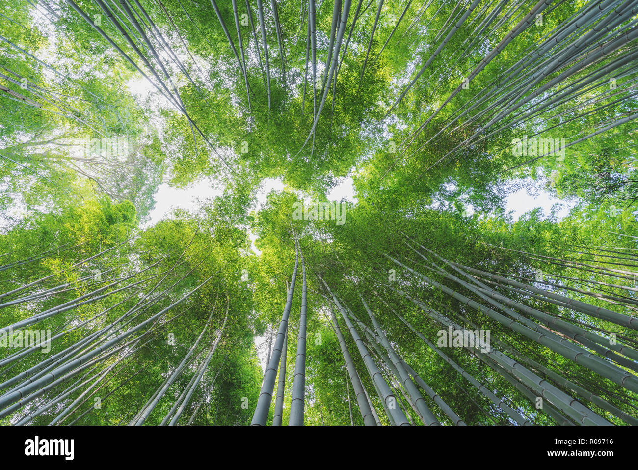 Bamboo grove à forêt de bambous d'Arashiyama à Kyoto, Japon Banque D'Images