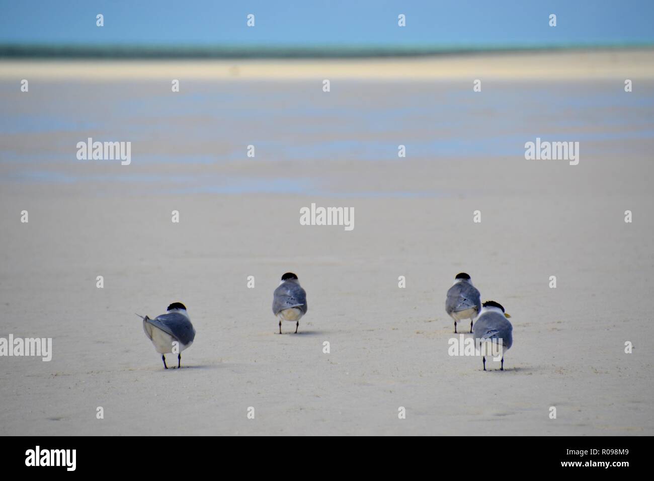 La sterne huppée quatre face au vent sur la plage sur la Grande Barrière de Corail à Heron Island Banque D'Images