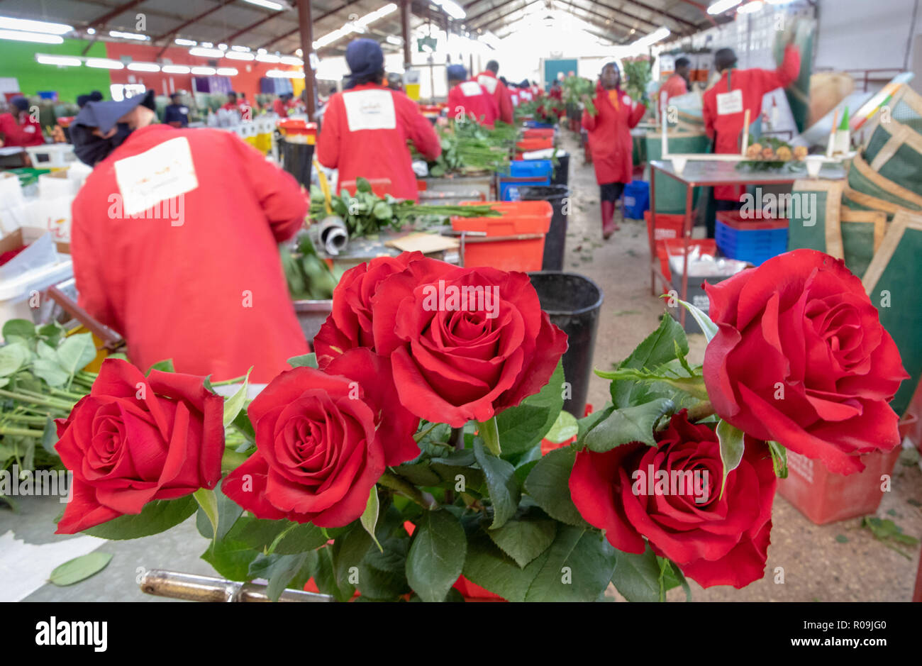 Naivasha, Kenya. 22 octobre, 2018. Travail des travailleurs dans un atelier de transformation à une fleur ferme près de Lake Naivasha, à Naivasha, Kenya, le 22 octobre 2018. Les exportateurs de produits frais du Kenya ont hâte à la prochaine Expo International d'importation de la Chine (CIEE), notant qu'il serait de contribuer à la croissance de marché pour leurs produits. Credit : Zhang Yu/Xinhua/Alamy Live News Banque D'Images