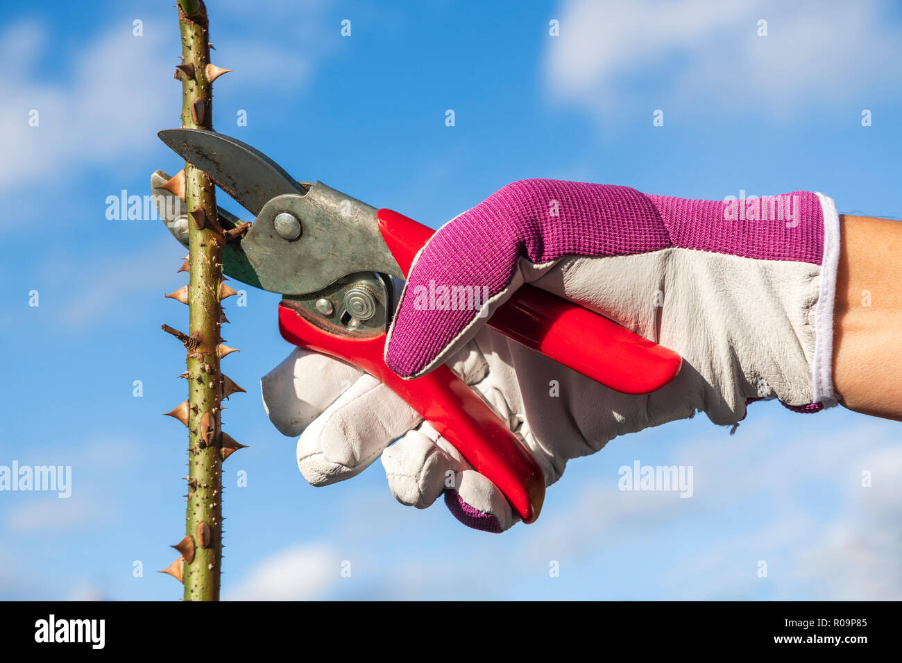 Woman pruning roses à l'aide de sécateurs tout en portant des gants de cuir, UK. Cisailles couper la tige de rose. Banque D'Images