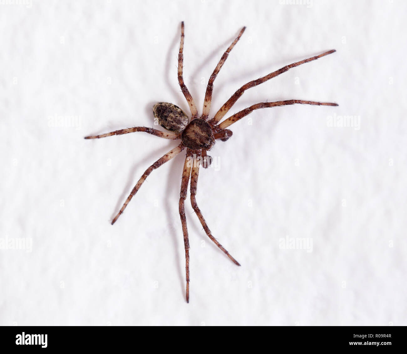Araignée maison commune du Royaume-Uni Tegenaria domestica Banque D'Images