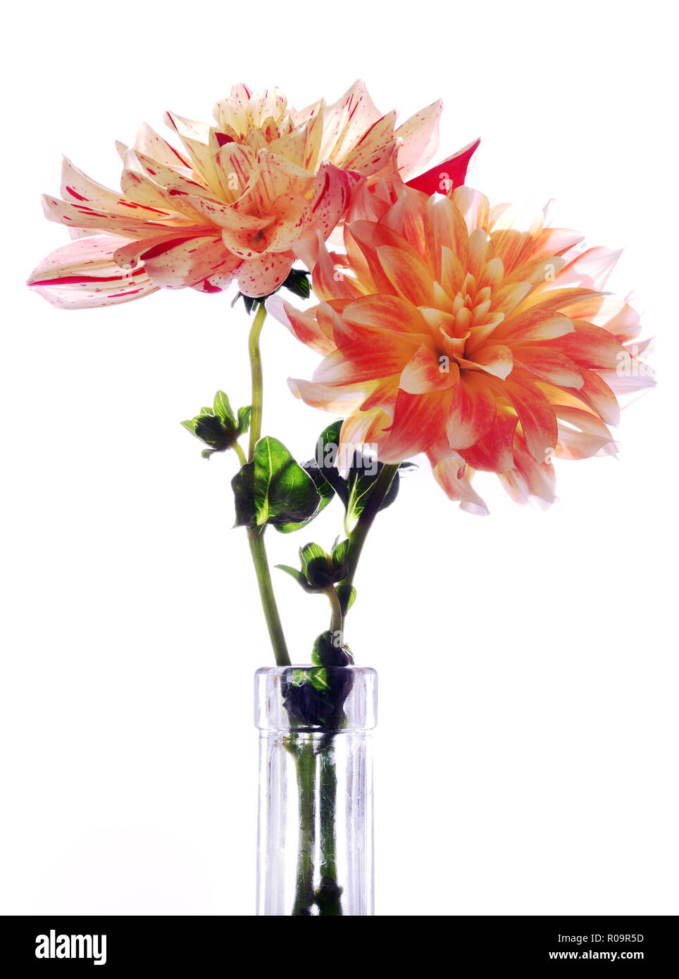 Orange multicolore, jaune, rouge et blanc dahlias. Les fleurs sur fond blanc. Banque D'Images