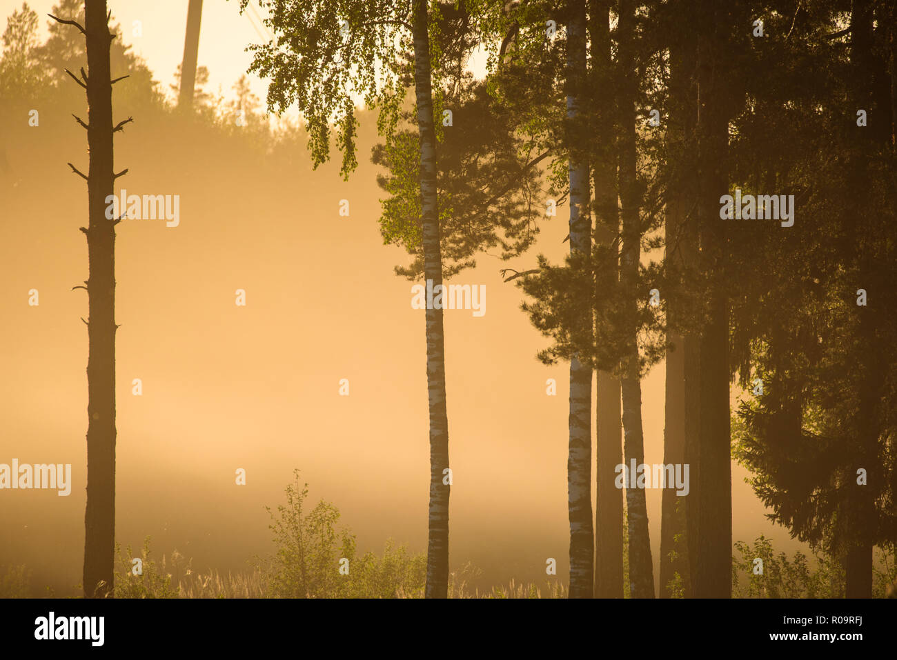 13.05.2018. Lumière du soir dans la forêt. Banque D'Images