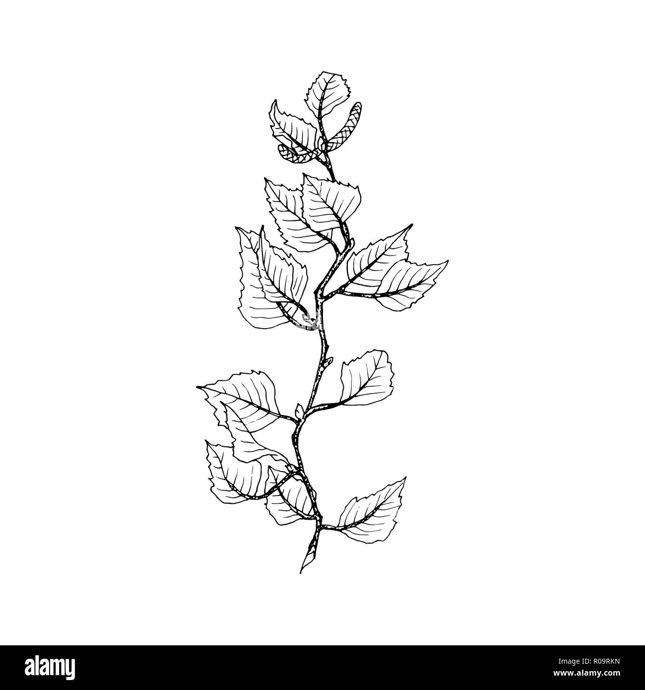 La direction générale de Birch Tree illustration ligne de contour. Rameau de l'arbre avec les feuilles et les graines sur fond blanc. La direction générale de Birch Tree hand drawn automne contour. Poster,banner,web design élément. Vecteur isolé Illustration de Vecteur