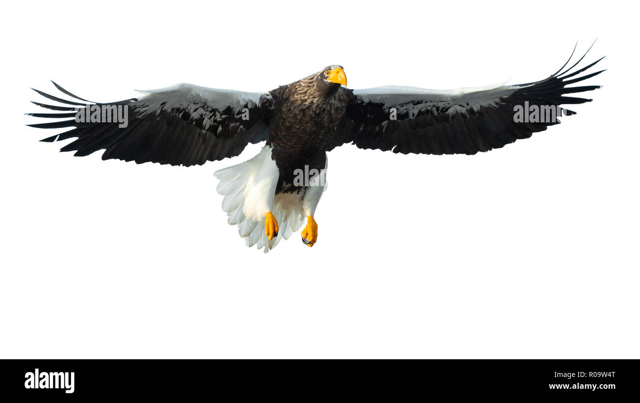 L'aigle de mer de Steller adultes en vol. Nom scientifique : Haliaeetus pelagicus. Isolé sur fond blanc. Banque D'Images