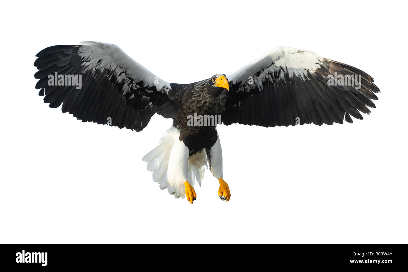 L'aigle de mer de Steller adultes en vol. Nom scientifique : Haliaeetus pelagicus. Isolé sur fond blanc. Banque D'Images