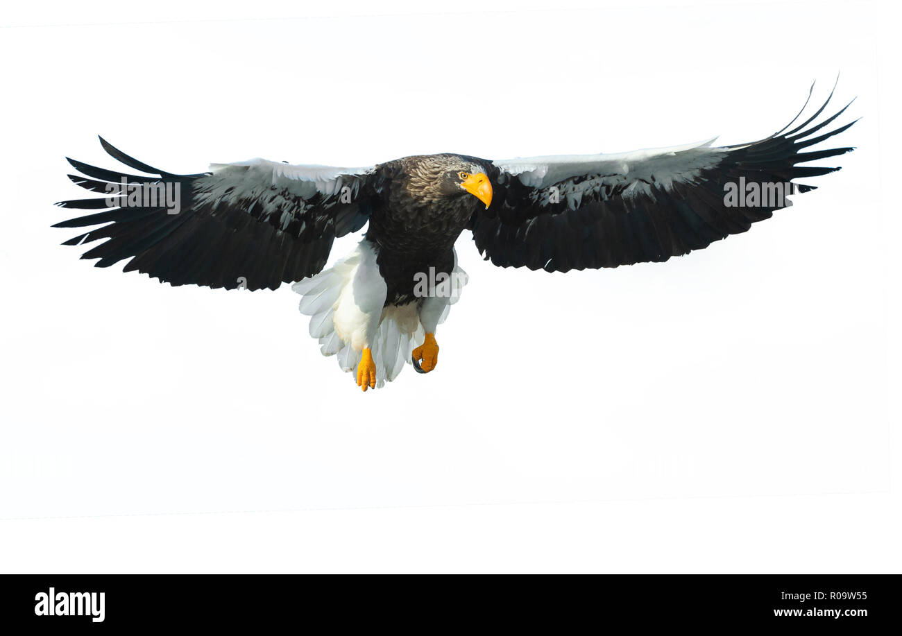 L'aigle de mer de Steller adultes en vol. Nom scientifique : Haliaeetus pelagicus. Isolé sur fond blanc. Banque D'Images