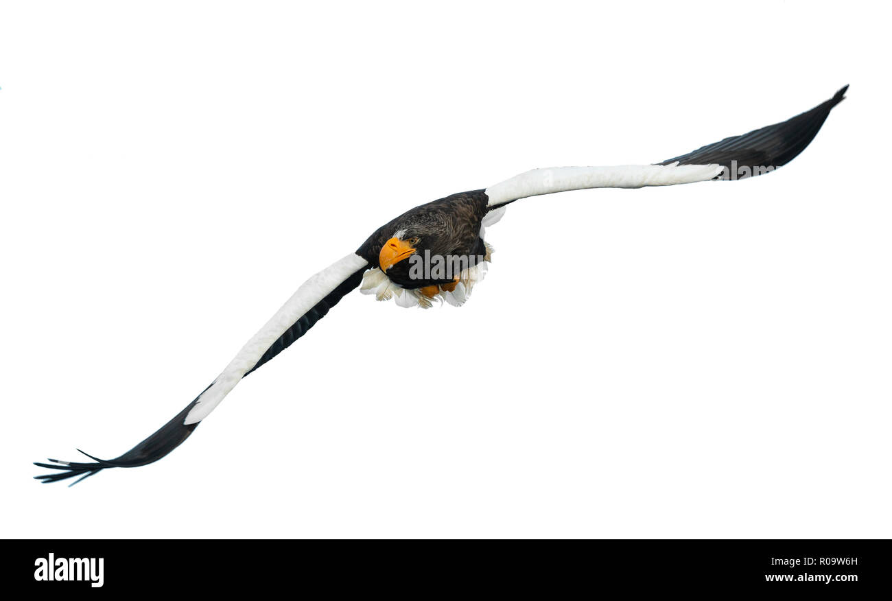 L'aigle de mer de Steller adultes en vol. Nom scientifique : Haliaeetus pelagicus. Isolé sur fond blanc. Banque D'Images