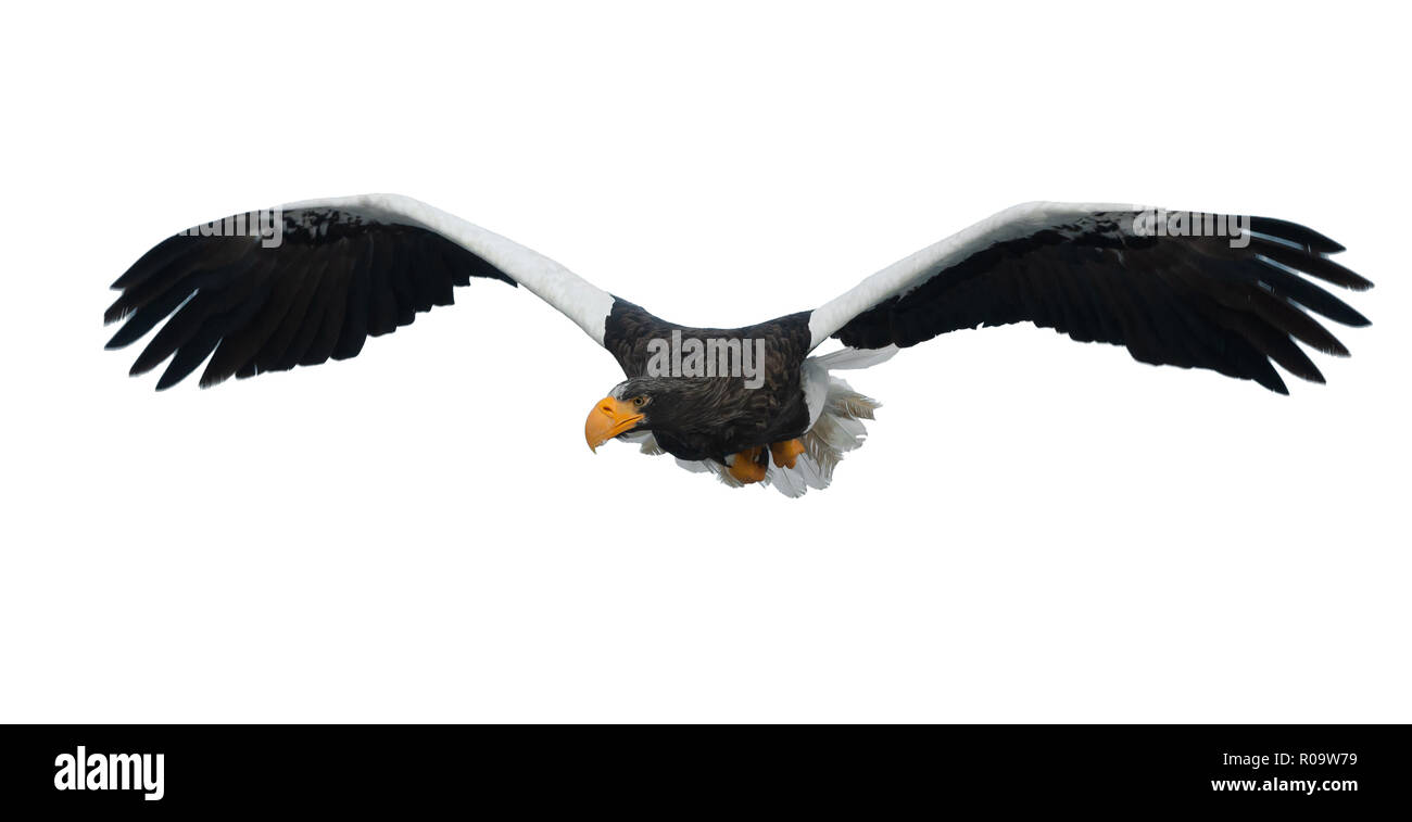 L'aigle de mer de Steller adultes en vol. Nom scientifique : Haliaeetus pelagicus. Isolé sur fond blanc. Banque D'Images