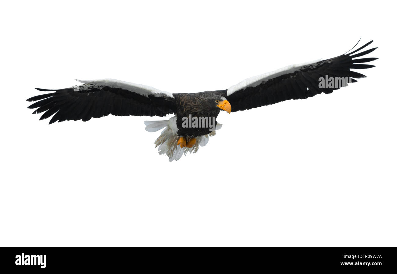 L'aigle de mer de Steller adultes en vol. Nom scientifique : Haliaeetus pelagicus. Isolé sur fond blanc. Banque D'Images