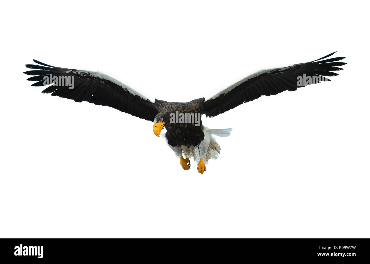 L'aigle de mer de Steller adultes en vol. Nom scientifique : Haliaeetus pelagicus. Isolé sur fond blanc. Banque D'Images