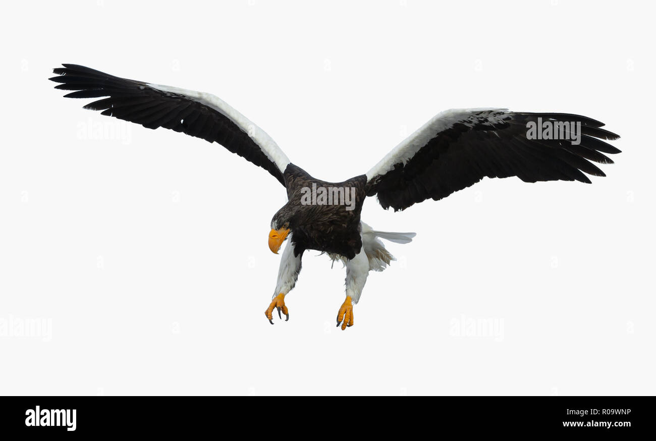 L'aigle de mer de Steller adultes en vol. Nom scientifique : Haliaeetus pelagicus. Isolé sur fond blanc. Banque D'Images