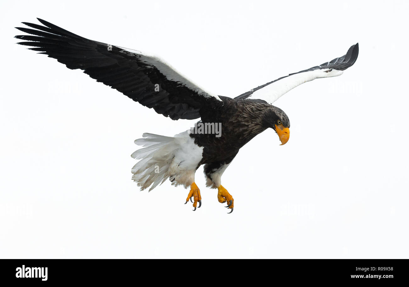 L'aigle de mer de Steller adultes en vol. Nom scientifique : Haliaeetus pelagicus. Isolé sur fond blanc. Banque D'Images