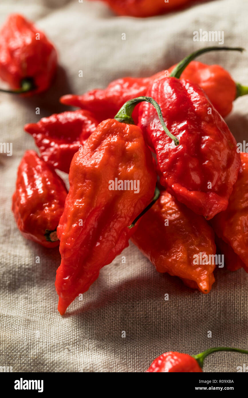 Épicé biologiques crus Bhut Jolokia Piment fantôme prêt à cuire Banque D'Images