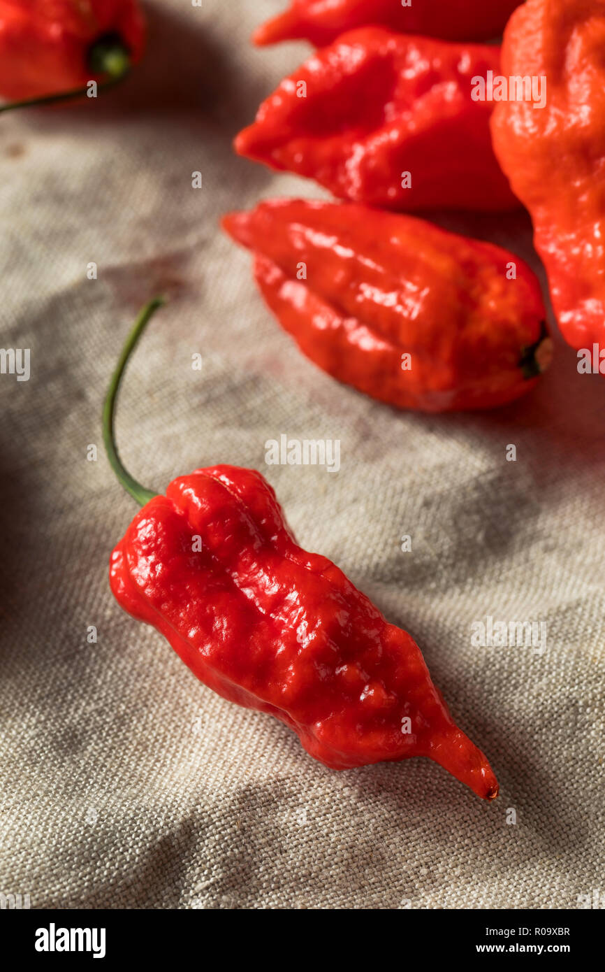 Épicé biologiques crus Bhut Jolokia Piment fantôme prêt à cuire Banque D'Images
