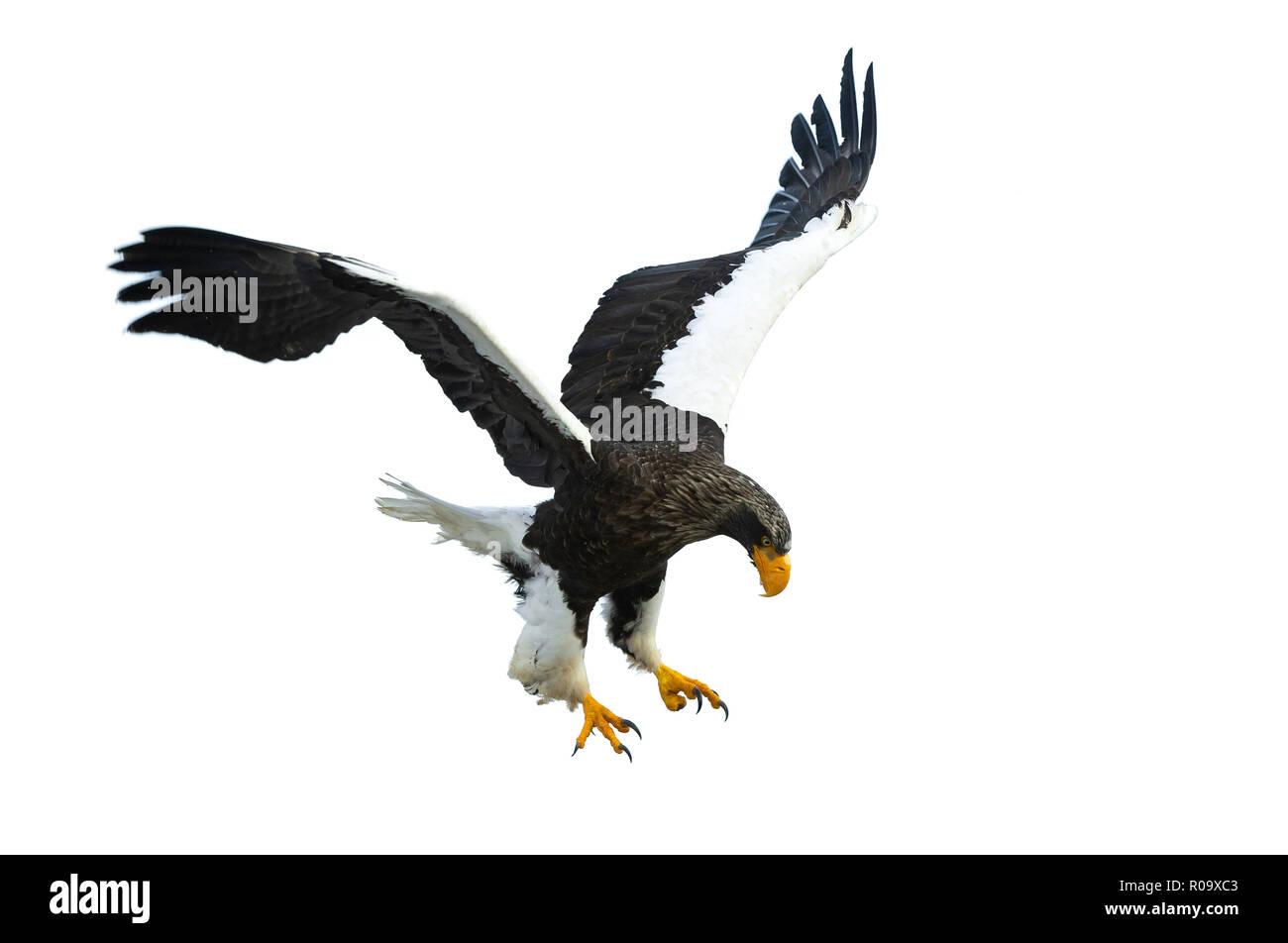 L'aigle de mer de Steller adultes en vol. Nom scientifique : Haliaeetus pelagicus. Isolé sur fond blanc. Banque D'Images