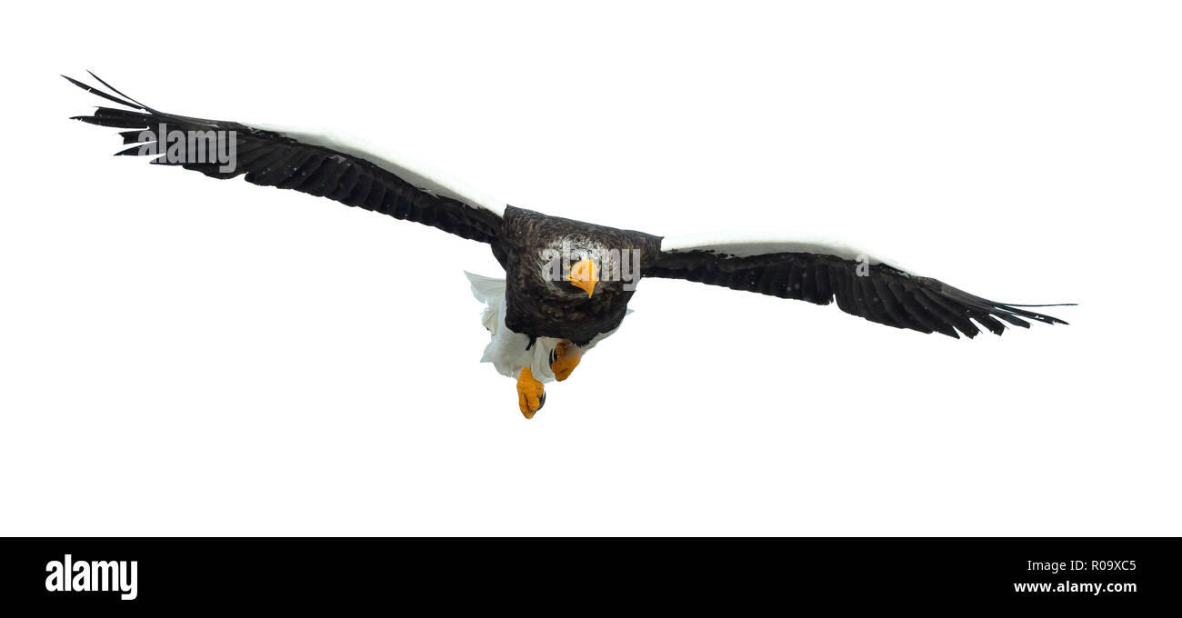 L'aigle de mer de Steller adultes en vol. Nom scientifique : Haliaeetus pelagicus. Isolé sur fond blanc. Banque D'Images