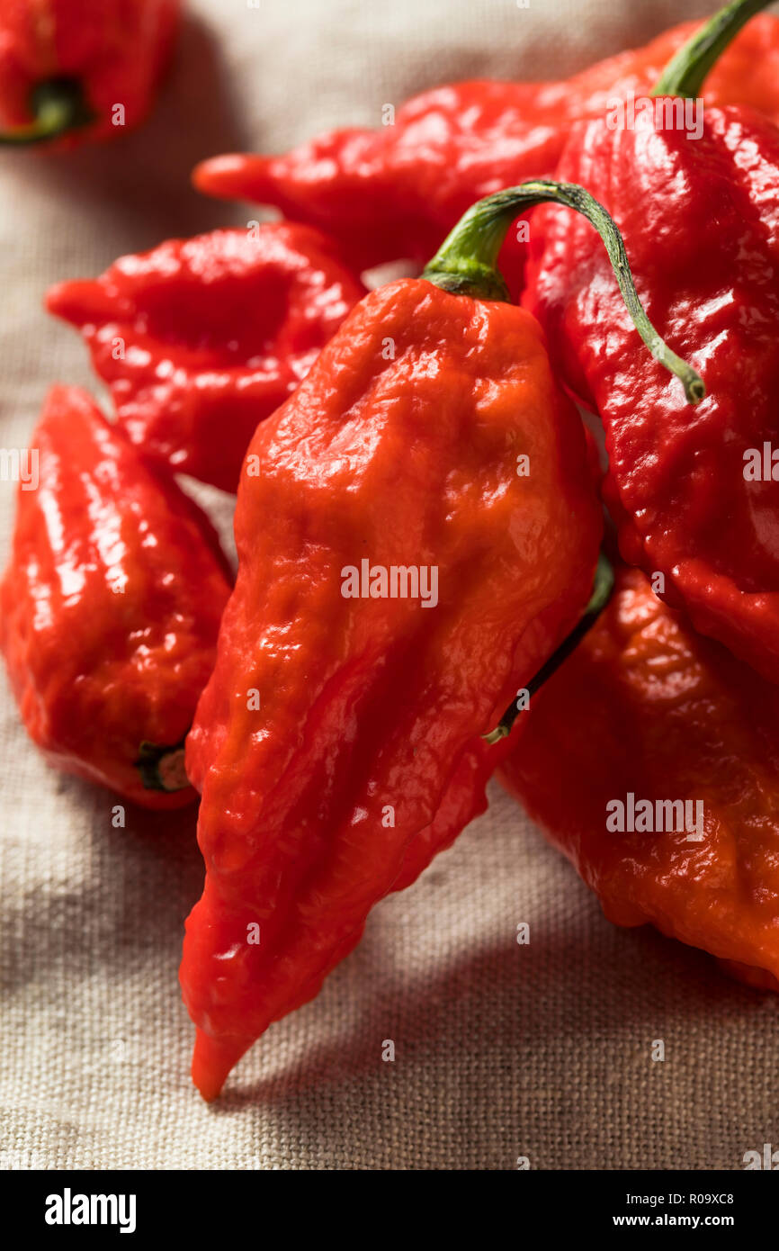 Épicé biologiques crus Bhut Jolokia Piment fantôme prêt à cuire Banque D'Images