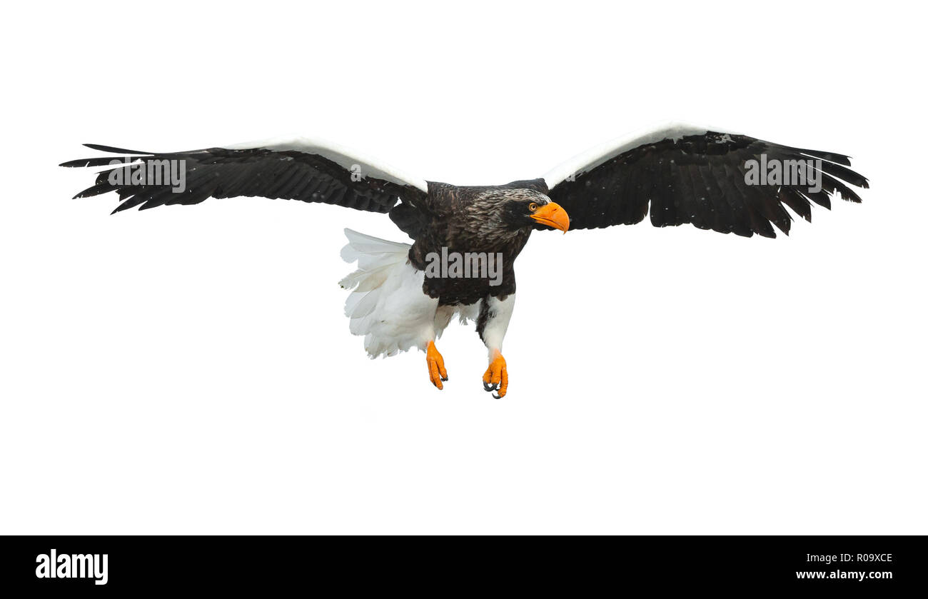 L'aigle de mer de Steller adultes en vol. Nom scientifique : Haliaeetus pelagicus. Isolé sur fond blanc. Banque D'Images