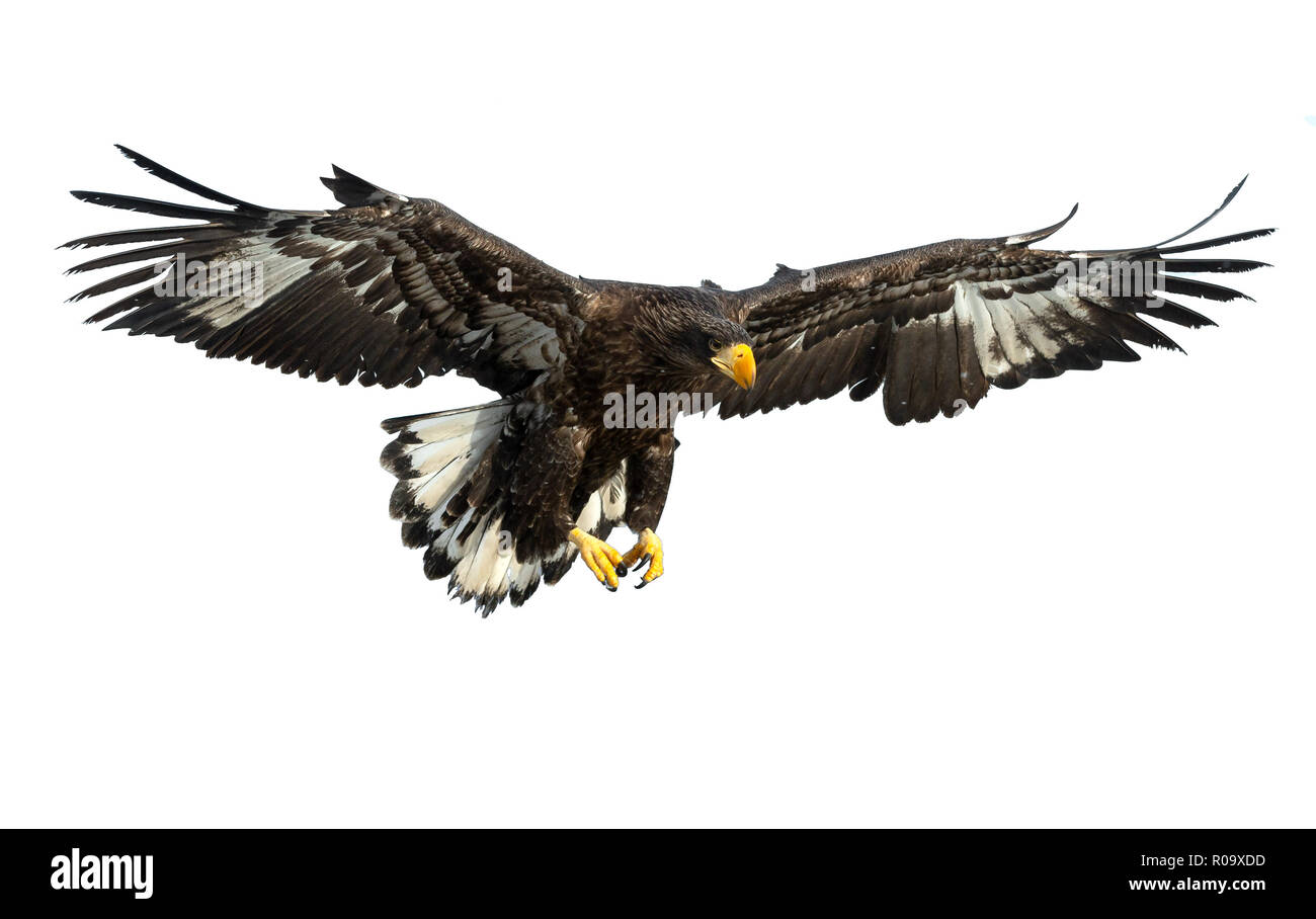 L'aigle de mer de Steller juvénile en vol . Nom scientifique : Haliaeetus pelagicus. Isolé sur blanc. Arrière-plan blanc. Banque D'Images