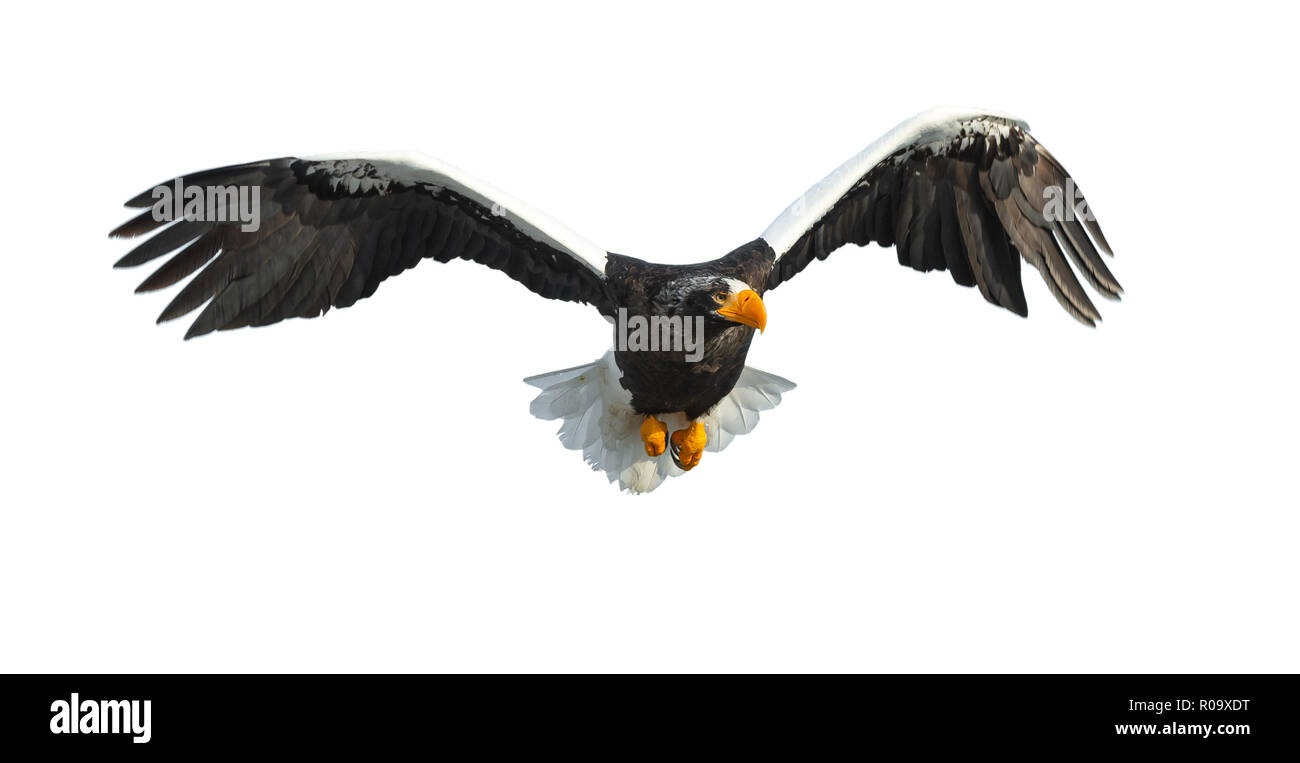 L'aigle de mer de Steller adultes en vol. Nom scientifique : Haliaeetus pelagicus. Isolé sur fond blanc. Banque D'Images