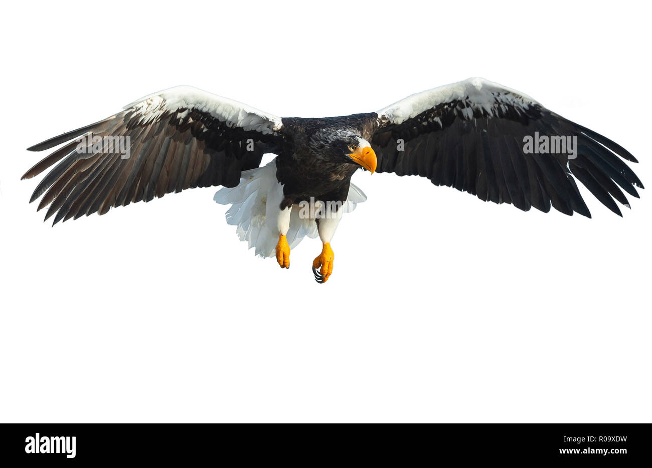 L'aigle de mer de Steller adultes en vol. Nom scientifique : Haliaeetus pelagicus. Isolé sur fond blanc. Banque D'Images