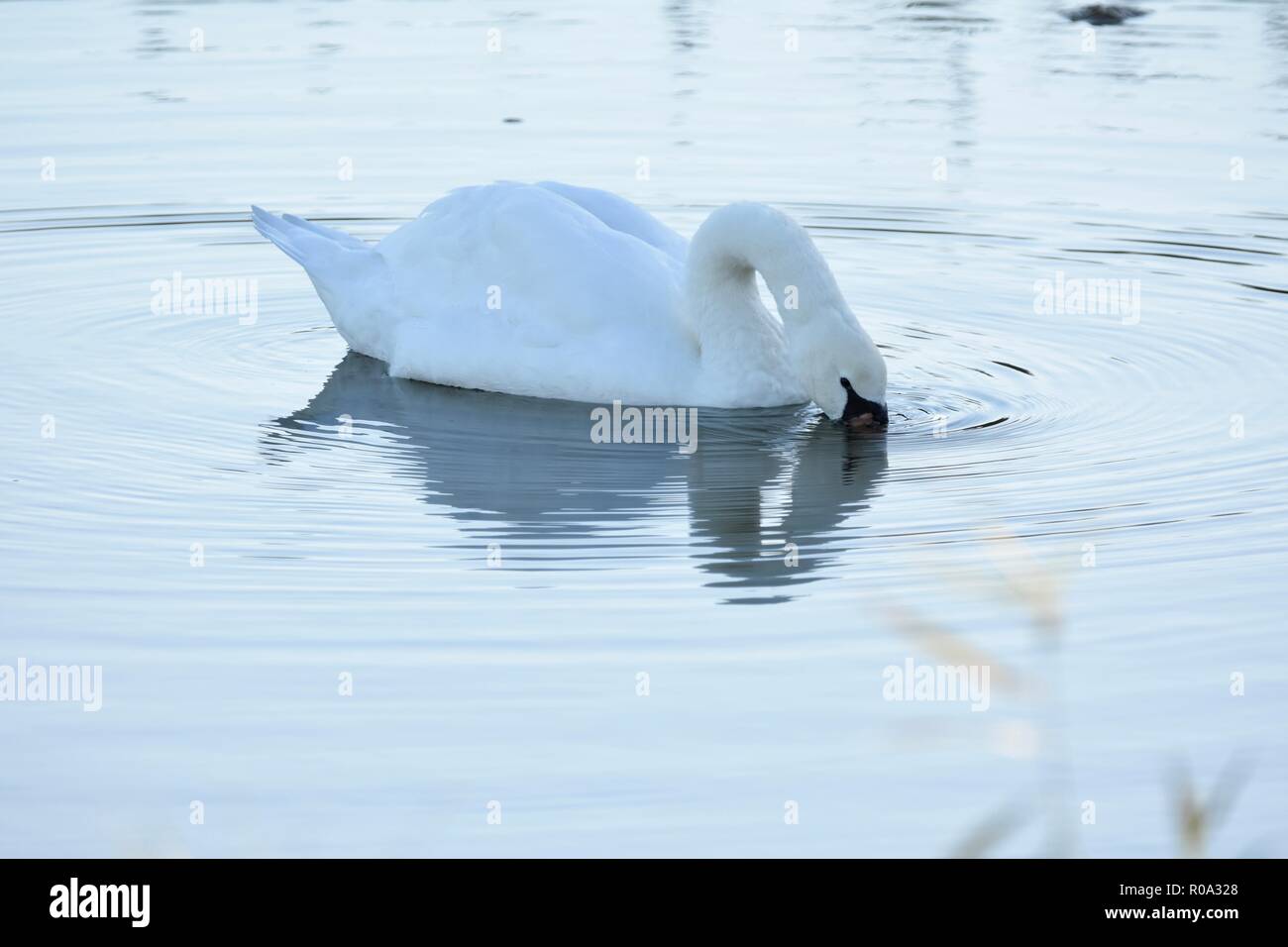 Bien que l'alimentation Swan piscine sur un lac avec sa tête sous l'eau Banque D'Images