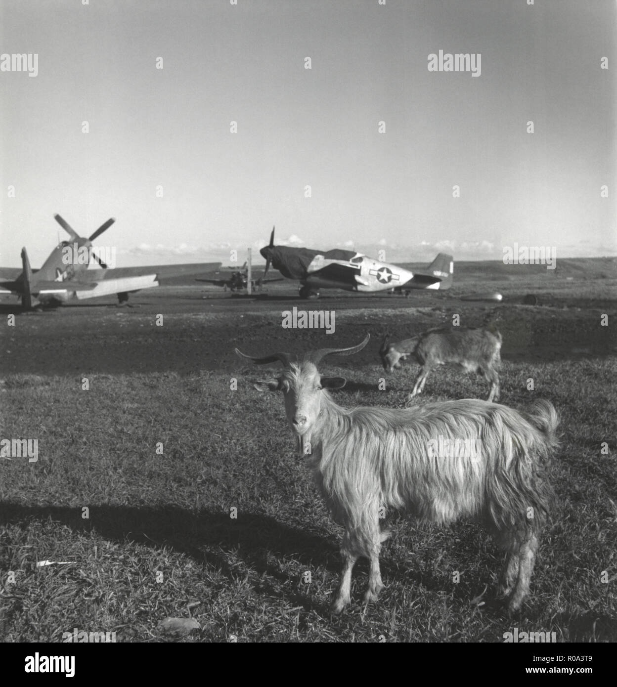 Chèvres sur piste à la base aérienne américaine avec des avions en arrière-plan, Ramitelli, Italie, Toni Frissell, Mars 1945 Banque D'Images