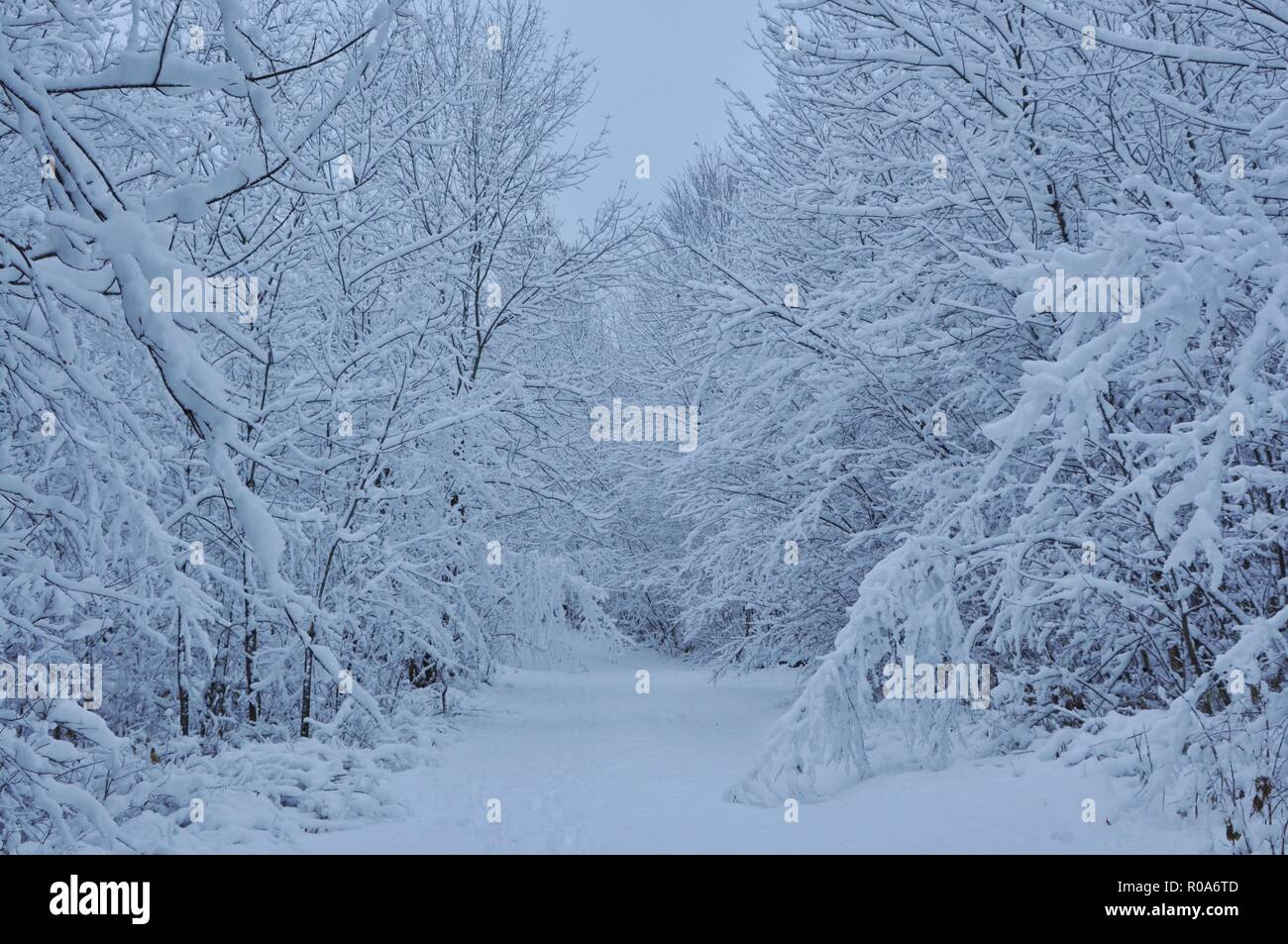 Première neige - Winter Wonderland Banque D'Images
