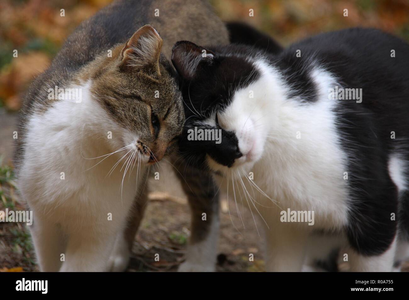 Deux chats qui s'aiment les uns les autres Banque D'Images