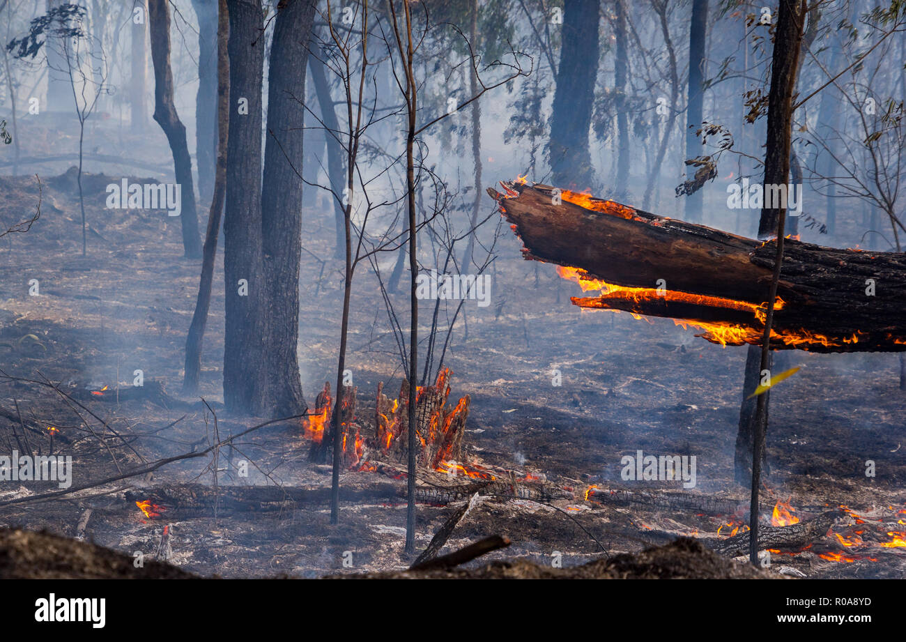 Gros plan du bush australien comme le feu brûler sa Banque D'Images