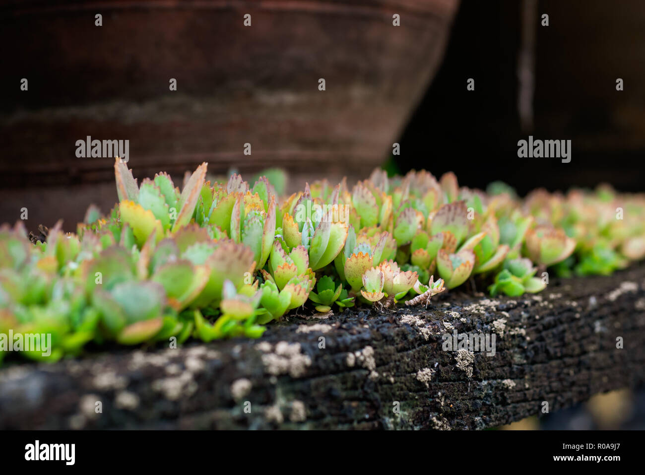 Usine hybride de Kalanchoe Banque D'Images