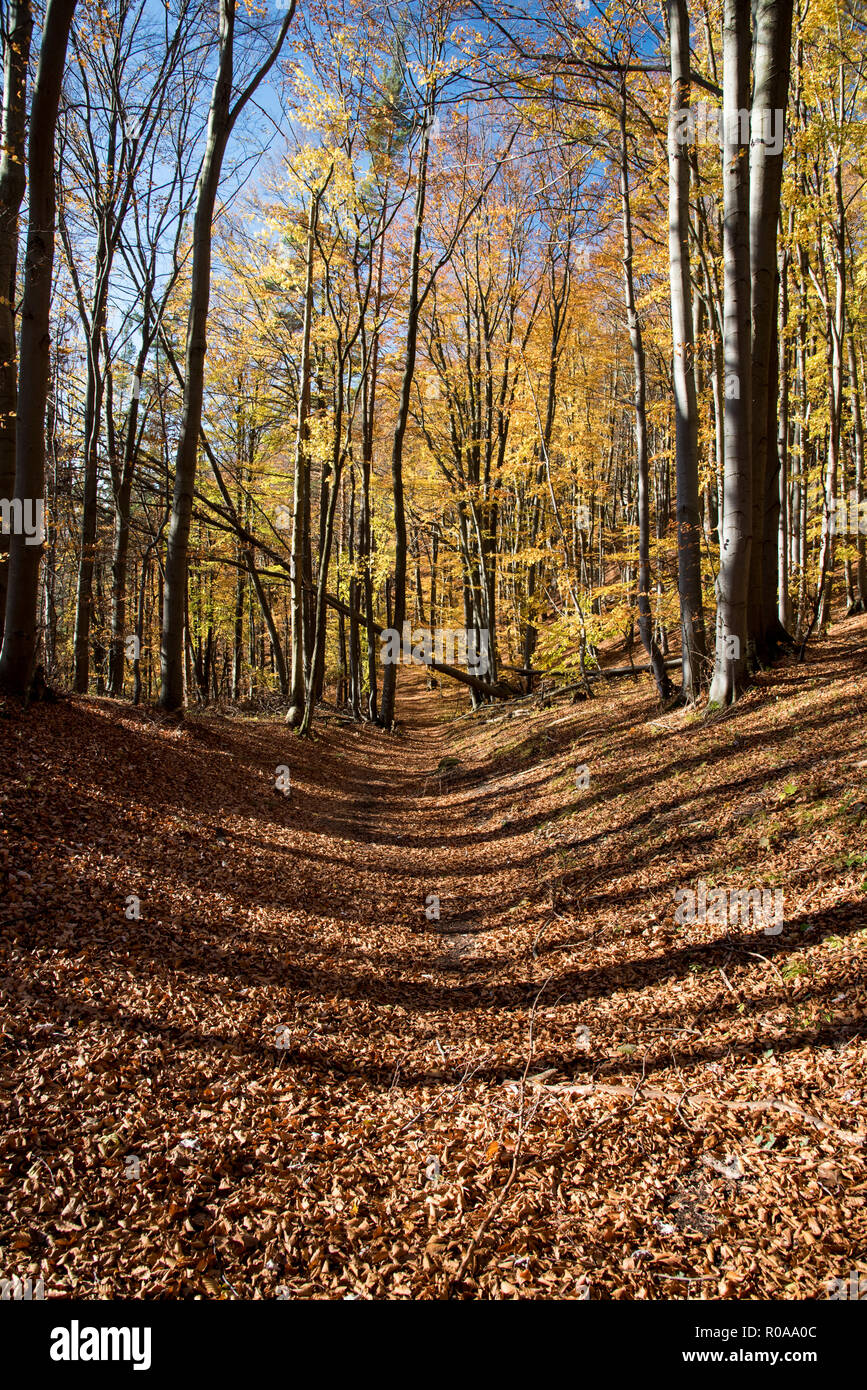 Autumn Forest Trail avec couverts par les feuilles tombées et clear sky dans Sulovske skaly montagnes en Slovaquie Banque D'Images