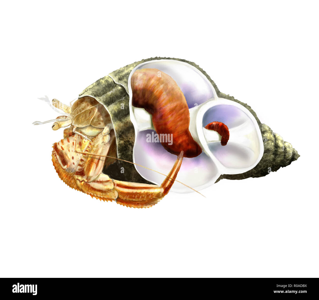 Illustration numérique d'un shell Hermit Crab Banque D'Images