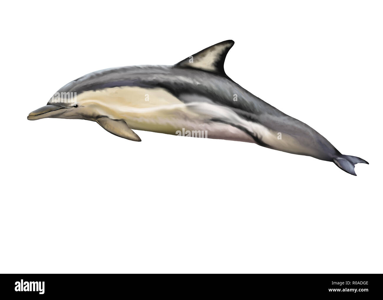 Illustration numérique d'un dauphin commun court Banque D'Images