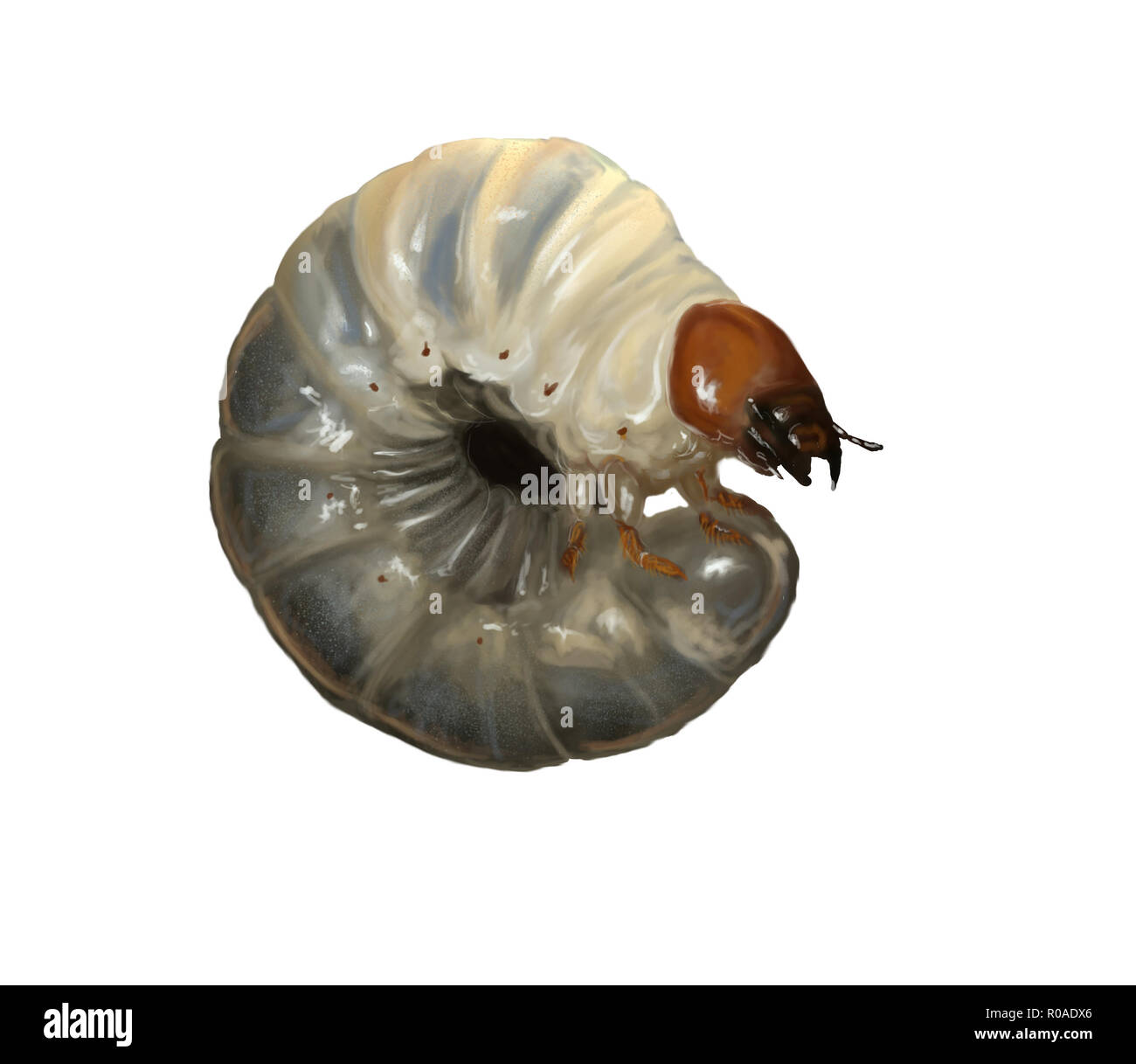 Illustration numérique d'un stag beetle larvae Banque D'Images
