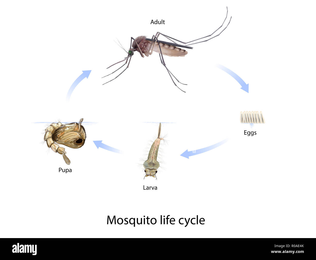 Illustration numérique du cycle de vie des moustiques Banque D'Images