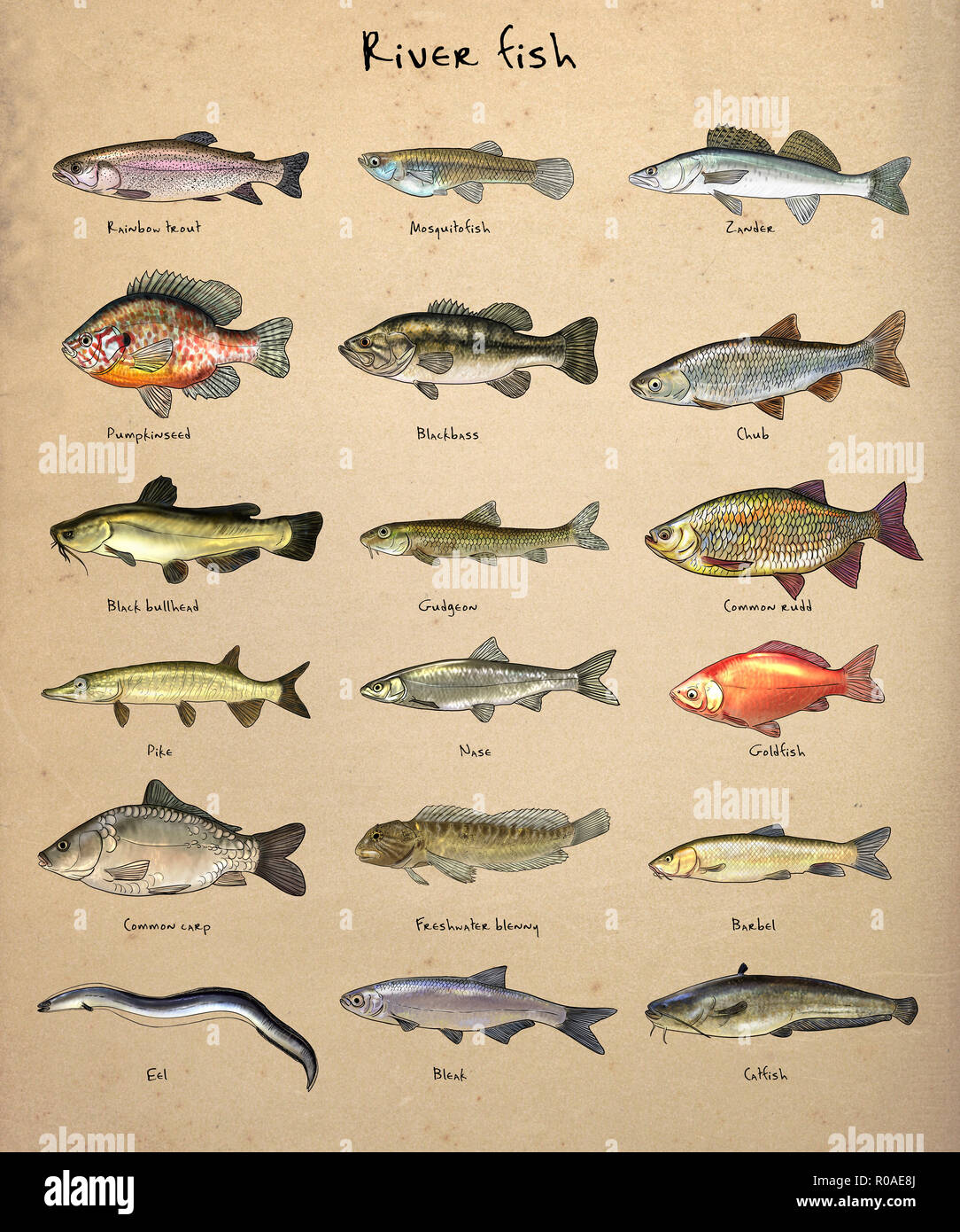 Illustration numérique de poissons de rivière Banque D'Images