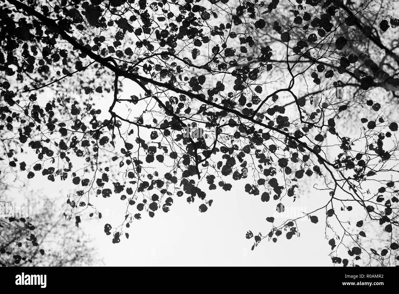Les branches d'arbre automne silhouettes sur fond de ciel noir et blanc Banque D'Images