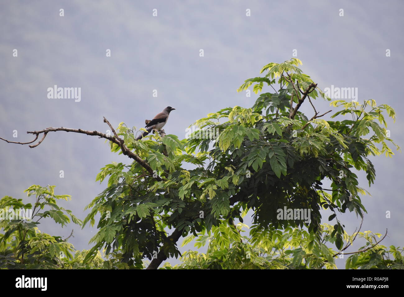 Grey Treepie Banque D'Images