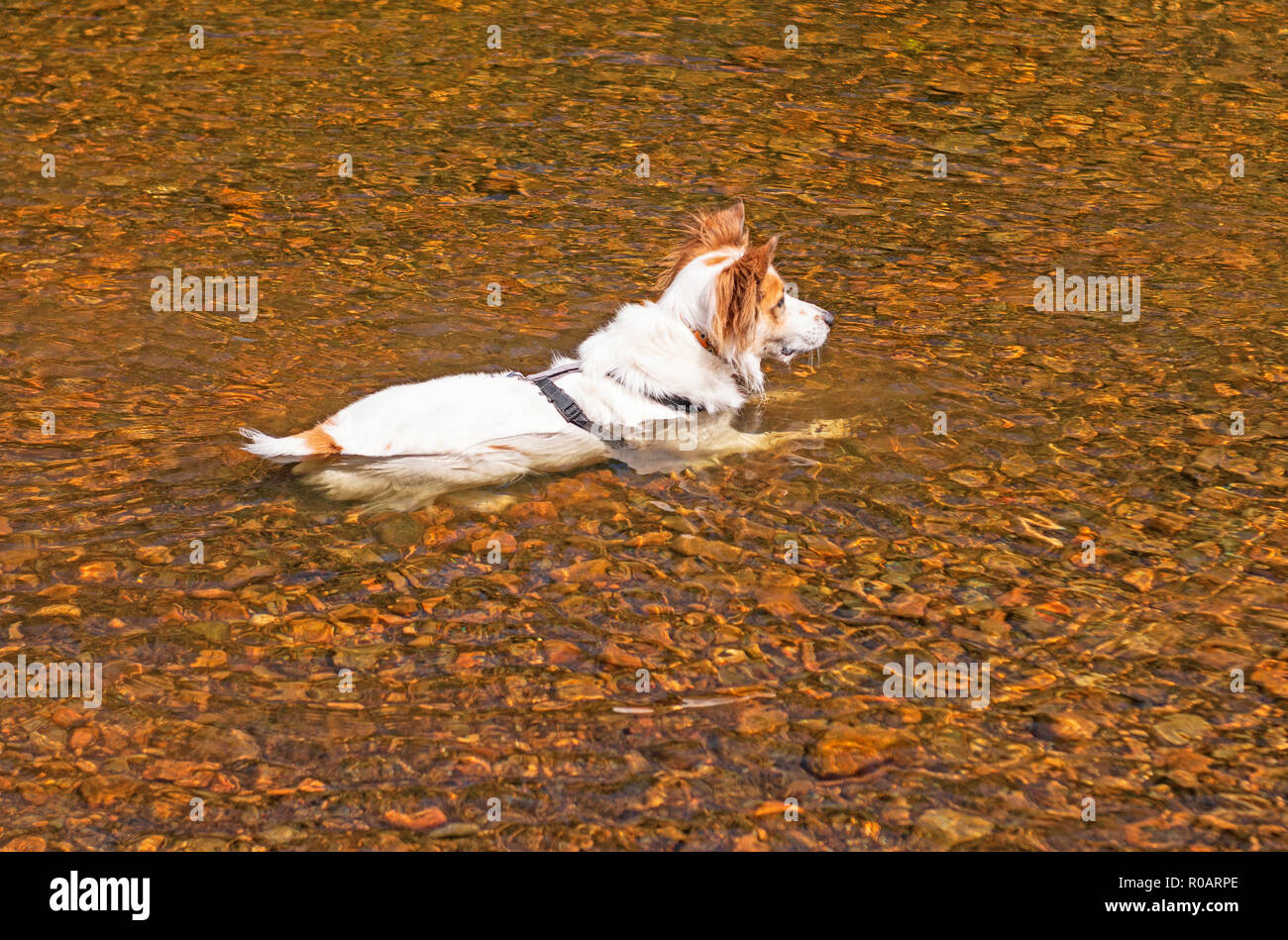 Chien de vous rafraîchir dans l'eau dans le parc provincial Chutes dans l'Ontario, Canada Banque D'Images