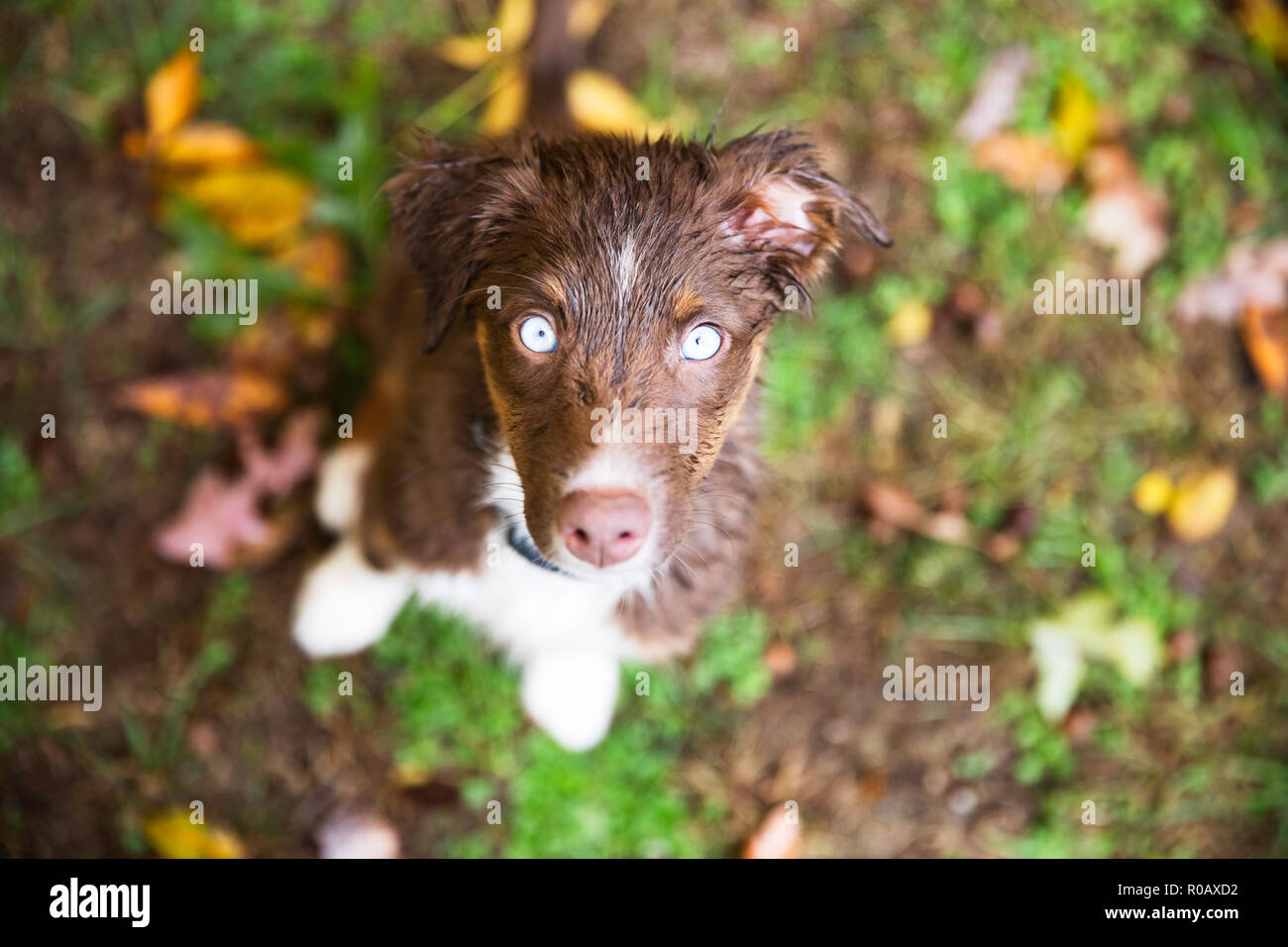 Chiot boueux Banque D'Images