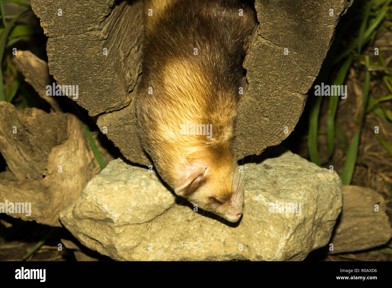 Dormir d'Amérique (Mustela putorius furo) Banque D'Images