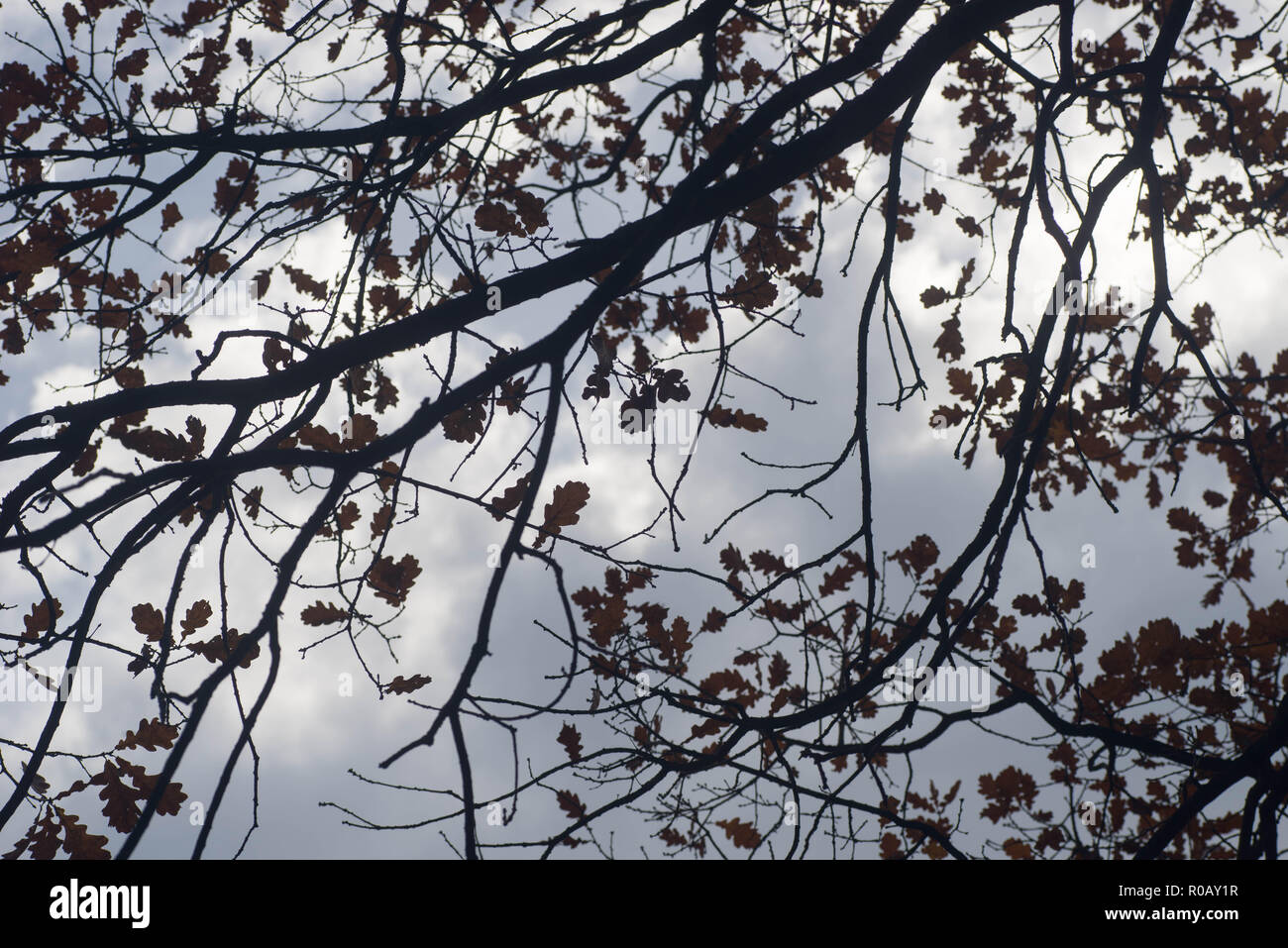 Oak tree branches silhouettes contre le fond de ciel nuageux Banque D'Images