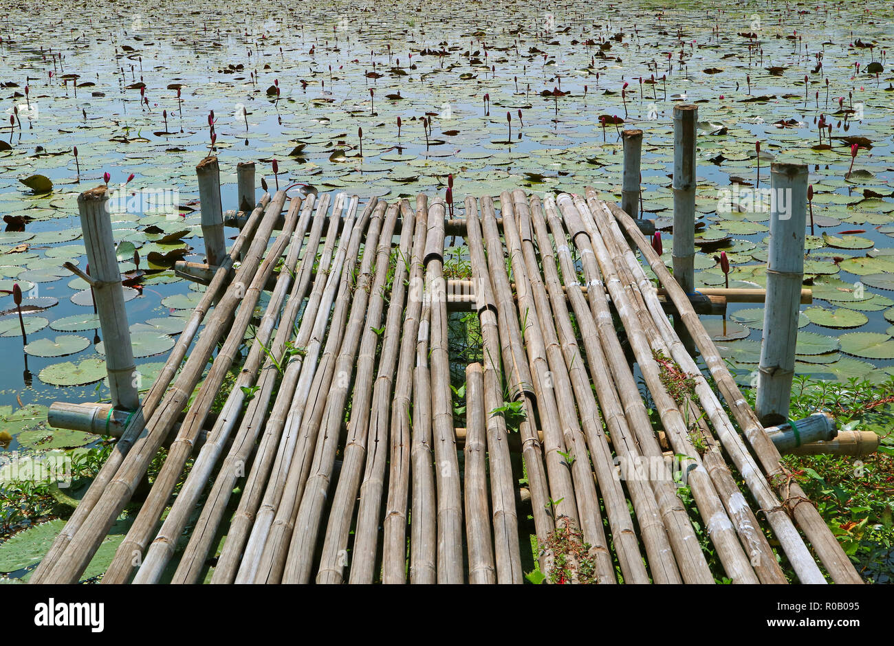 Bamboo Dock rustique sur l'étang de lotus dans la partie centrale de la Thaïlande Banque D'Images