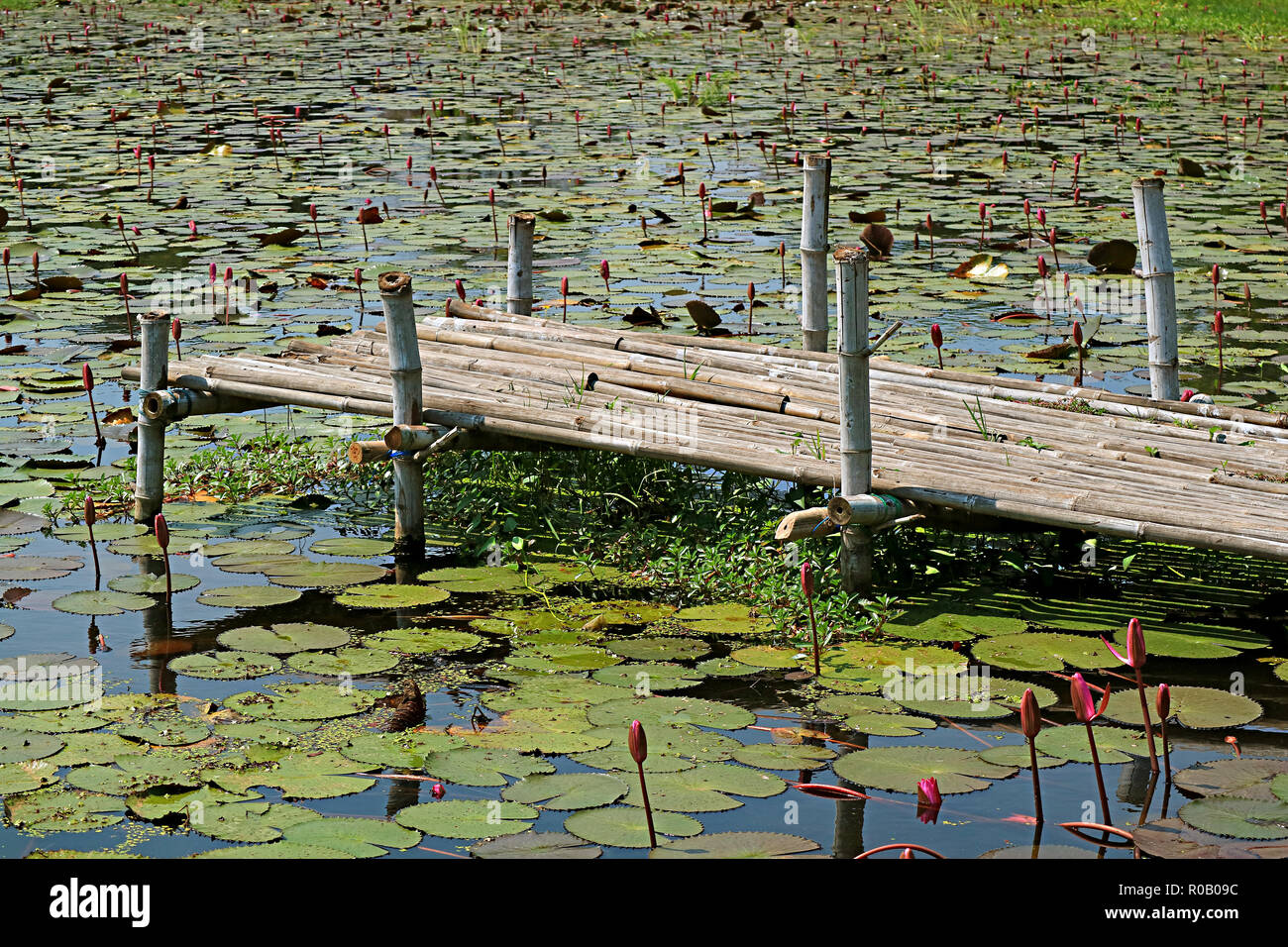 Avec un étang de lotus Bamboo Dock dans la campagne du centre de la Thaïlande Banque D'Images