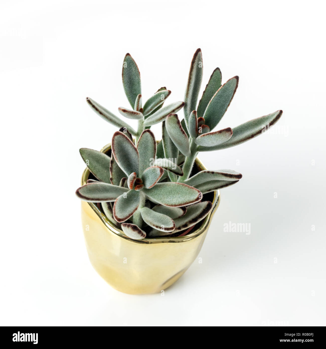 Kalanchoe tomentosa (Panda) plante, dans un pot d'or, sur fond blanc. Banque D'Images